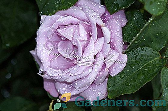 Ruža Charles de Gaulle: karakteristična ljepota roskoshnotsvetuschey