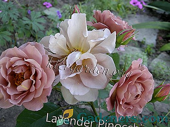 Rose floribunda: характеристика на най-луксозните сортове