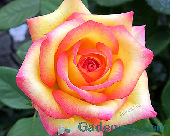 Rožu Gloria diena: franču skaistums