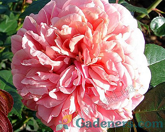 Rose Chippendale: puslobains dārza skaistums