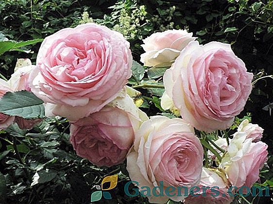 Rose Pierre de Ronsard: nepretenciozs šķirne ar maigu rozā ziediem
