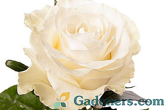 Rose Sweetness: nádherný aristokrat v elegantnej dekorácii
