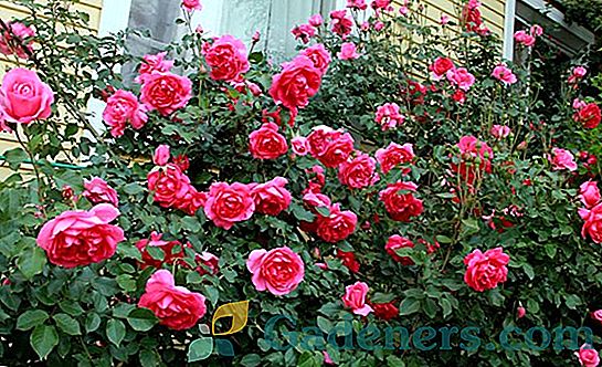 Pletnyaya roze Polka: auga augšana un tās izmantošana dārza apdarei