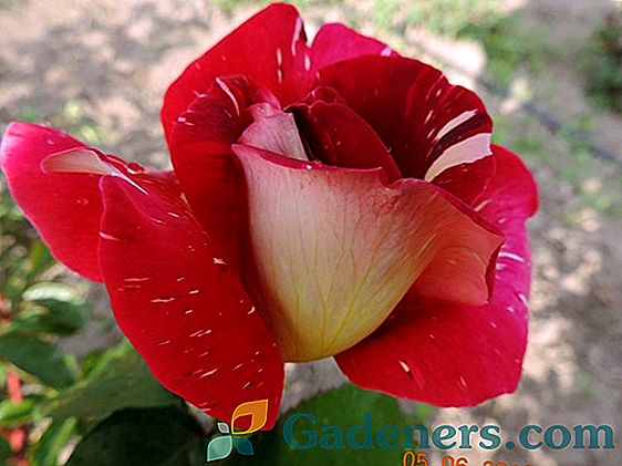 Roses Červená intuice a růžová intuice: velké květy s extravagantní barvou
