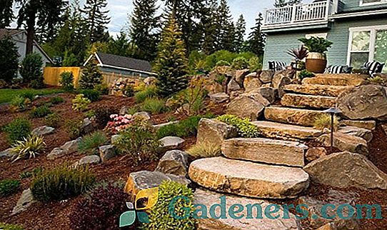Saxifrage: vyzdobíme záhradu s kvitnúcim kobercom