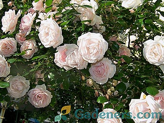 Skulptūra rožu New Doun: nepretenciozs elegants šķirnes dārza dekors