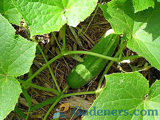 Характеристики на отглеждането на краставици 