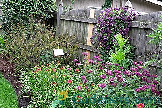Спараксис: Цветна дъга в градината