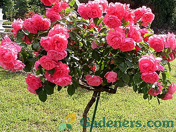 Shtambovye roses: odrůda, pravidla formace a rysy nezávislé výroby podpěry pro keře