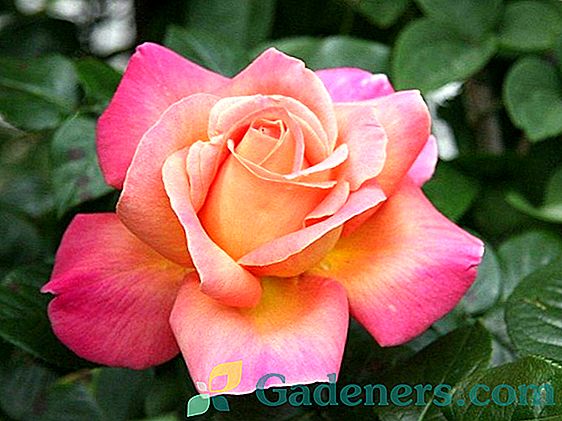 Čajové růže: popis nejlepších odrůd a rysů správné péče v zahradě