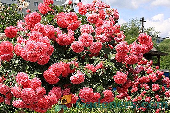 Kāpšanas rožu Rosarium Yutersen - spilgts akcents ainavu dizains