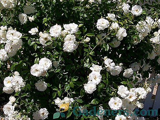 Съвети за подрязване на рози от различни групи за начинаещи