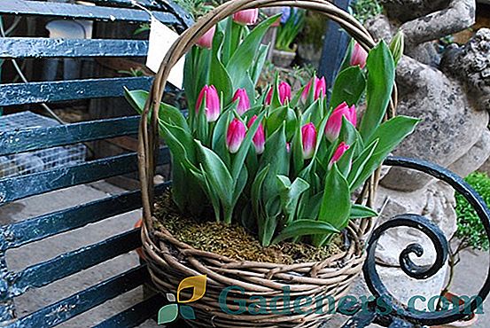 Вигонка тюльпанів в домашніх умовах до 8 березня