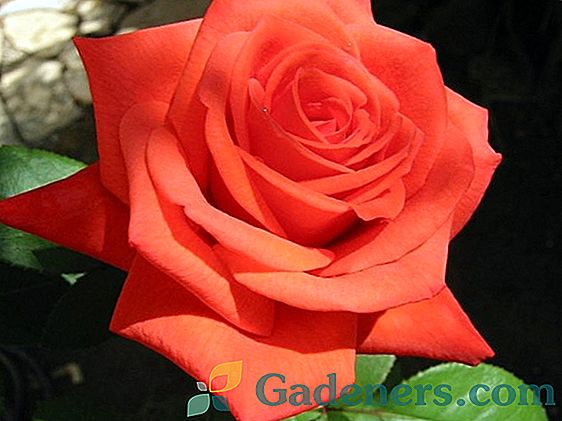 Vrste ruža Monica, Monica Bellucci, Santa Monica i Golden Monica: mirisni kaleidoskop