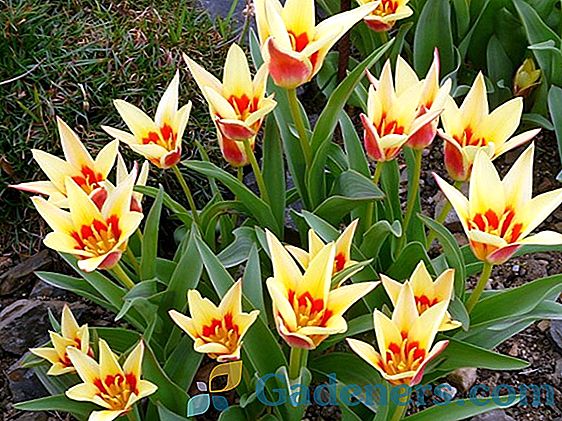 Izbira sort in lastnosti sadilnega tulipana