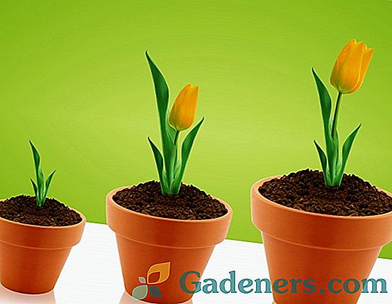 Žuti tulipani: značajke i sorte