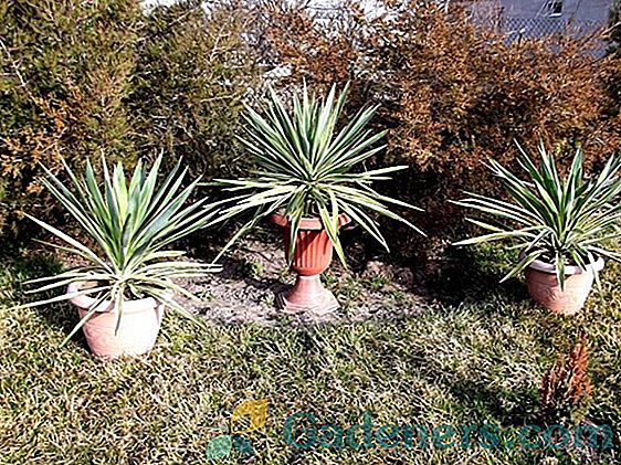 Yucca filamentous: botanický popis a pravidla zemědělské technologie
