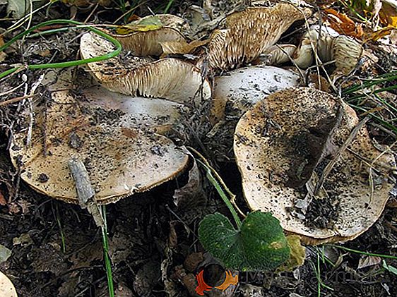 Totul despre ciupercile murate: diferențe față de alte tipuri de conservare, beneficii și rău, rețete de gătit și caracteristici de stocare