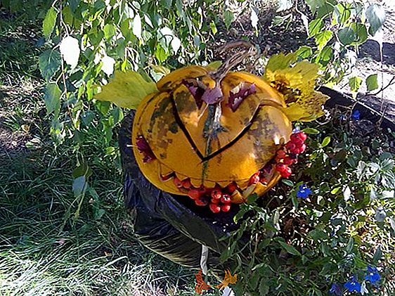 Citrouille décorative pour l'artisanat et les décorations pour Halloween: comment le sécher?