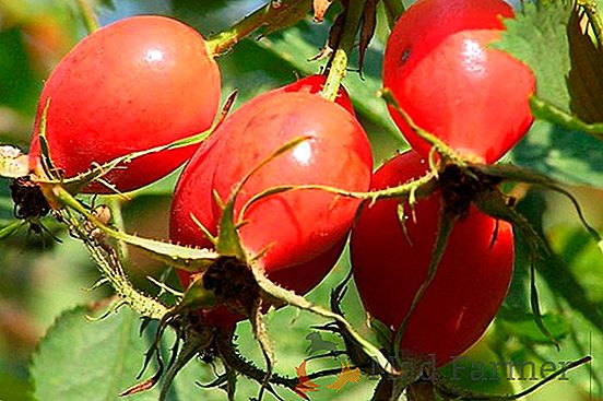 Comment sécher le briar. Règles de séchage et de stockage. Recettes