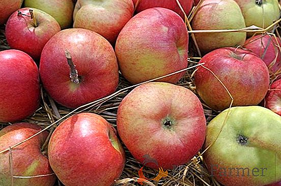 Como manter as maçãs para o inverno na adega ou na adega?