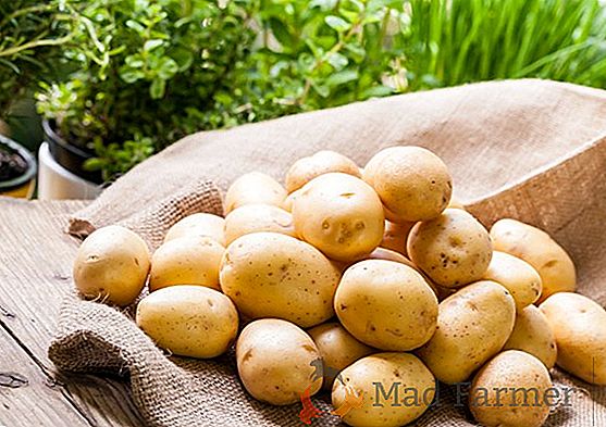 Чтобы не пропал урожай «второго хлеба» - советы по созданию оптимальной температуры для хранения картофеля