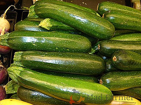 Mantener zucchini en la bodega no requiere esfuerzos especiales