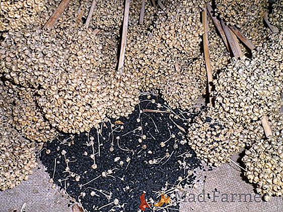 Les secrets du stockage de l'oignon en hiver avant la plantation et dans le sol
