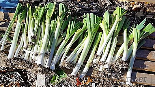 Condições de armazenamento de alho-poró de cebola depois da colheita até a primavera