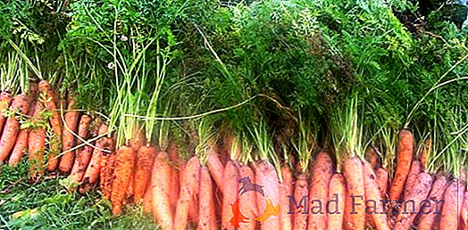 Тайните на това как правилно да се съхранява моркови за зимата у дома: най-добрите начини да
