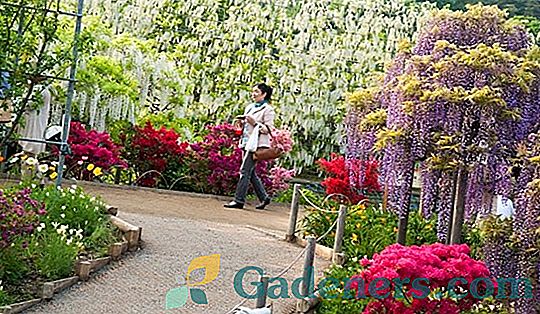 Dārza ziedi Ashikaga: debesis no wisteria