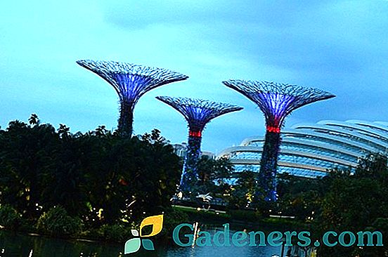 Vrtovi v zalivu v Singapurju: oživela fantazija