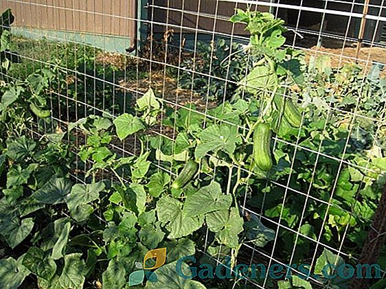 Характеристики на връзване на краставици в оранжерия и открито място