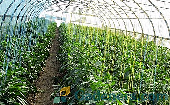 Pěstování pepře ve skleníku