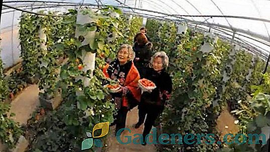 Pestovanie jahôd v skleníku
