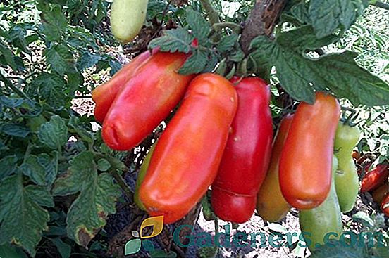 Как да определите етапа на зрялост и времето на узряване на домати в парниковата и откритата земя
