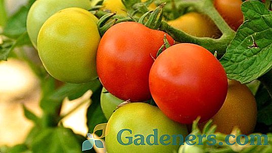 Kako pridelovati paradižnik v rastlinjaku
