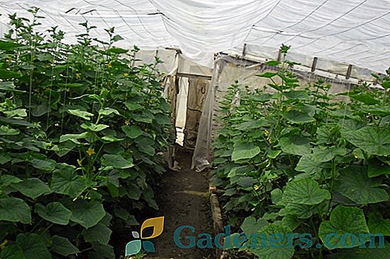 Technológia pestovania uhoriek v skleníku