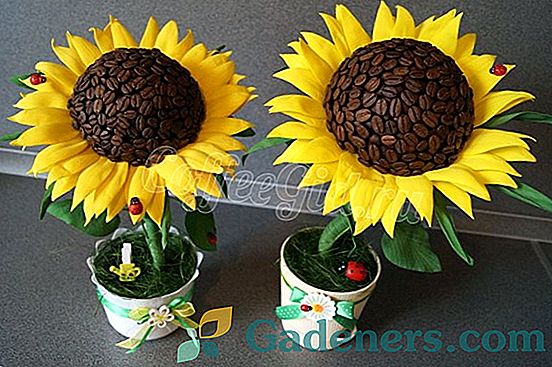 Master class: Sunflower Topiary kávy a saténové stuhy