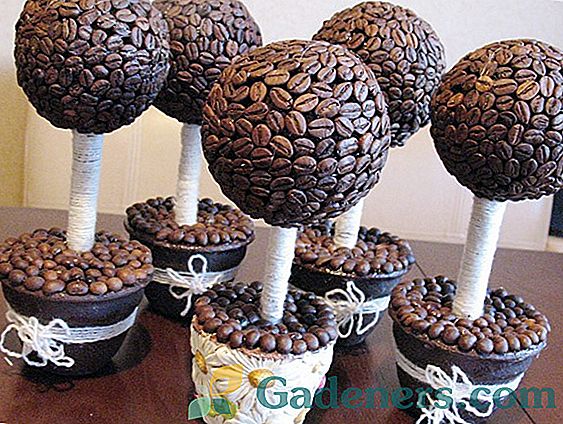 Topiar iš pasirinktų kavos pupelių: kvepiantis ir gražus