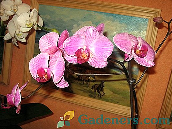 Zračne korijene orhideja: smetnje i načini obnove