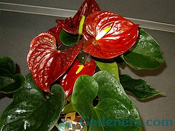 Kvet Anthurium: popis najlepších druhov a odrôd