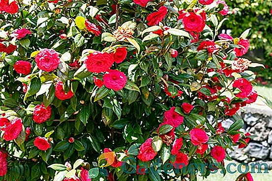 Camellia: značilnosti sort in tehnologije cvetličnega oskrbe doma