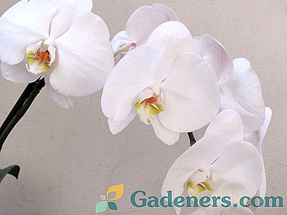 Rūpes par mājas orhideju: mēs ievērojam noteikumus