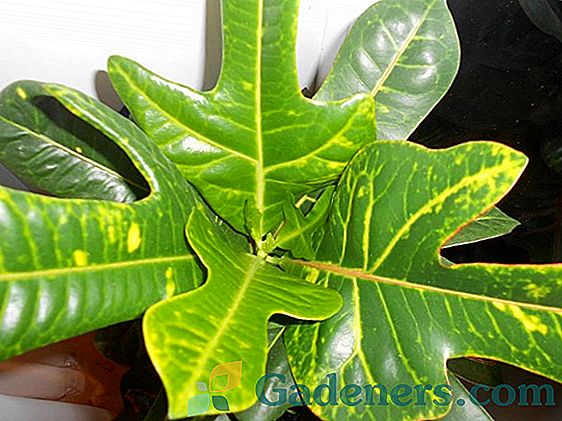Croton gėlė: populiarios rūšys ir veislės, priežiūros priemonės namuose