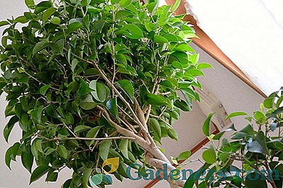 Отглеждане на Rubustus Ficus Robusta у дома