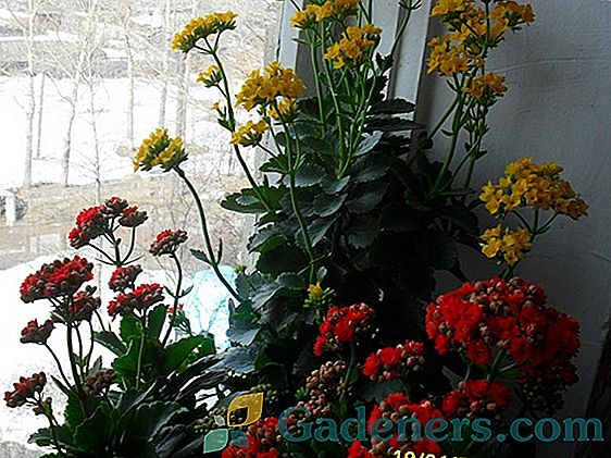 Decembrist (зигокактус): технология за отглеждане на коледно цвете от американската джунгла у дома