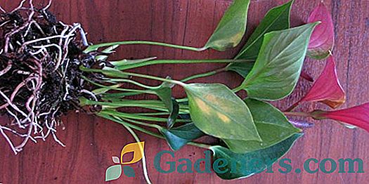 Choroby listov anthurium: ako rozpoznať a liečiť