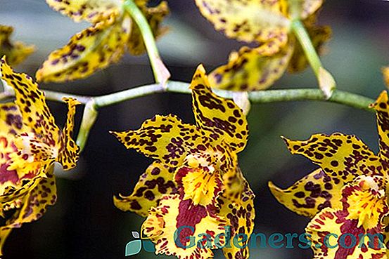 Īpašības par izsmalcinātu Cattleya orhideju