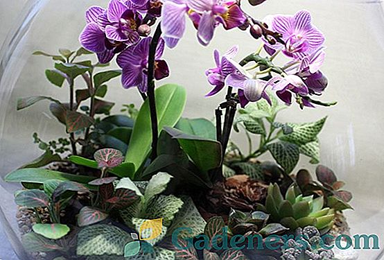Mineralinio orchidėjų auginimo savybės